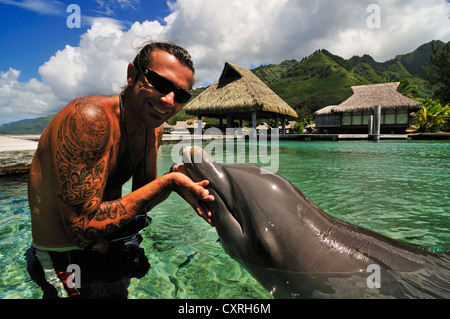 Uomo con un delfino, Moorea Dolphin Center, Hotel Intercontinental, a ovest delle Isole della Società, isole, Polinesia Francese Foto Stock