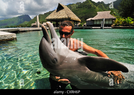 Uomo con un delfino, Moorea Dolphin Center, Hotel Intercontinental, a ovest delle Isole della Società, isole, Polinesia Francese Foto Stock