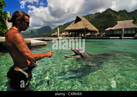 Moorea Dolphin Center, Hotel Intercontinental, a ovest delle Isole della Società, isole, Polinesia francese, Oceano Pacifico Foto Stock