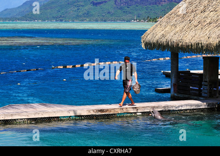 Moorea Dolphin Center, Hotel Intercontinental, isole Windward, Isole della Società, Polinesia francese, Oceano Pacifico Foto Stock