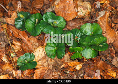 Piantine, Europeo faggio (Fagus sylvatica), sul suolo della foresta in una foresta di faggio, Grabau, Schleswig-Holstein, Germania, Europa Foto Stock