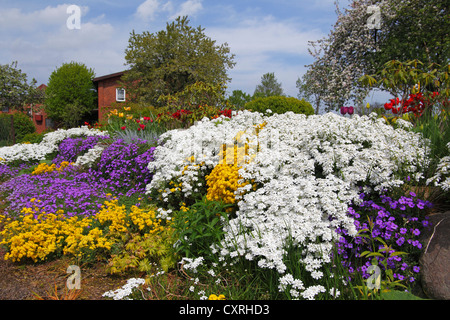 Giardino rurale in primavera con piante erbacee come il bianco Evergreen Candytuft (Iberis sempervirens), giallo Cesto di oro o Foto Stock