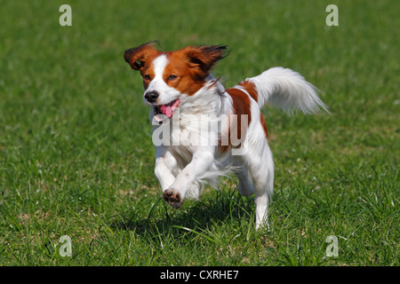 Kooikerhondje, Kooiker Hound (Canis lupus familiaris), giovane cane maschio in esecuzione Foto Stock