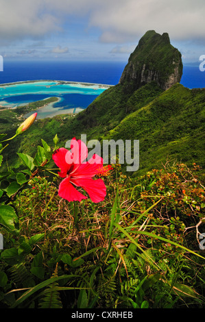 Fiori di ibisco, vista del reef atoll, Motu e Monte Otemanu dal Monte Pahia, Bora Bora, Leeward Islands, Isole della Società Foto Stock