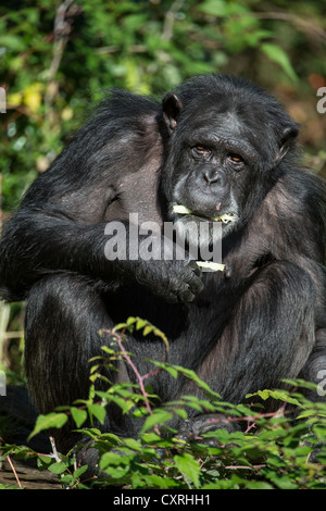 Uno scimpanzé di mangiare contro uno sfondo di foglie Foto Stock