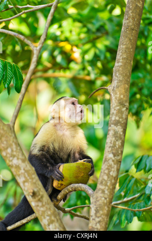 Bianco-guidato cappuccino (Cebus capucinus) seduto su un albero tenendo una noce di cocco, Parco Nazionale di Manuel Antonio, Costa Rica Foto Stock