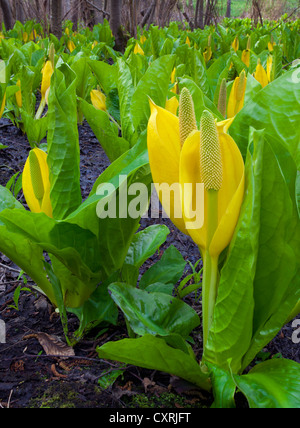 Vashon Island, Washington palude lanterna (Lysichiton americanus) in una piccola zona umida. Foto Stock