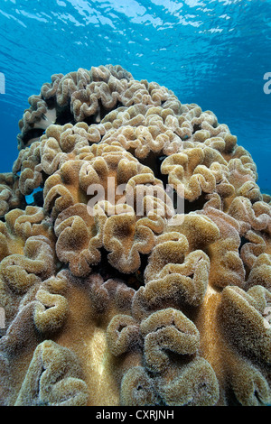 Colonia di fungo toadstool coralli in pelle Sarcophyton (sp), coralli molli, della Grande Barriera Corallina, un sito Patrimonio Mondiale dell'UNESCO Foto Stock