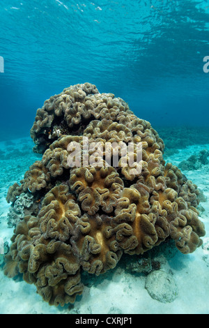 Colonia di fungo toadstool coralli in pelle Sarcophyton (sp), un soft coral, della Grande Barriera Corallina, un sito Patrimonio Mondiale dell'UNESCO Foto Stock