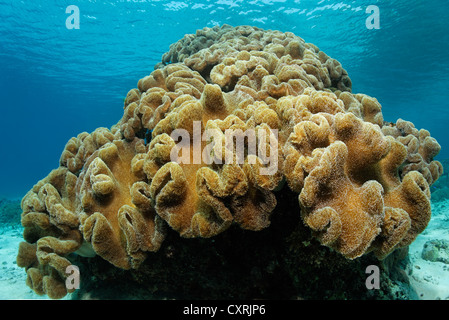 Colonia di fungo toadstool coralli in pelle Sarcophyton (sp), un soft coral, della Grande Barriera Corallina, un sito Patrimonio Mondiale dell'UNESCO Foto Stock