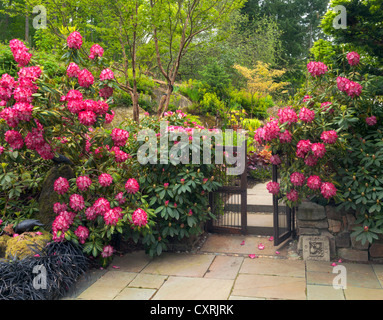 Rododendri 'il presidente Roosevelt' blooming contro un cancello in legno fatto cenno ai visitatori in un giardino appartato Foto Stock