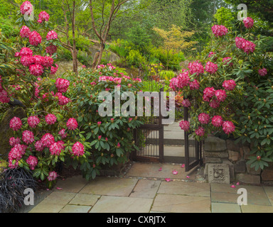 Rododendri 'il presidente Roosevelt' blooming contro un cancello in legno fatto cenno ai visitatori in un giardino appartato Foto Stock