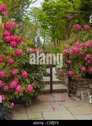 Rododendri 'il presidente Roosevelt' blooming contro un cancello in legno fatto cenno ai visitatori in un giardino appartato Foto Stock