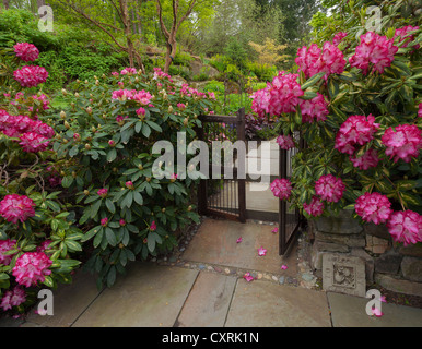 Rododendri 'il presidente Roosevelt' blooming contro un cancello in legno fatto cenno ai visitatori in un giardino appartato Foto Stock