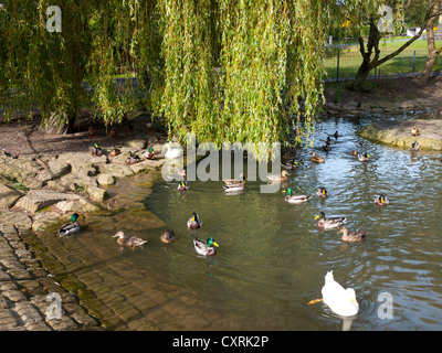 Anatre in uno stagno, Stamford Park, Ashton-under-Lyne, Greater Manchester, Regno Unito. Foto Stock