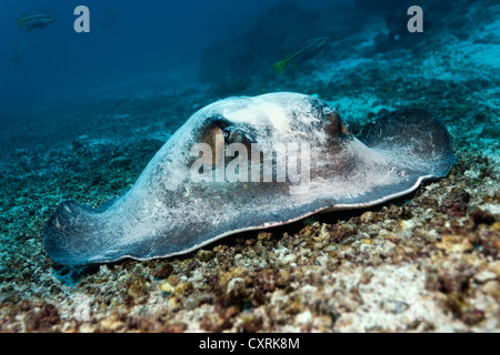 Diamond stingray (Dasyatis brevis), che giace sul fondale sabbioso con corallo macerie, Punta cormorano, isola Floreana Foto Stock