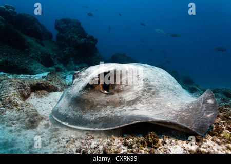 Diamond stingray (Dasyatis brevis), che giace sul fondale sabbioso con corallo macerie, Punta cormorano, isola Floreana Foto Stock