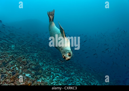 Galápagos pelliccia sigillo (Arctocephalus galapagoensis) nuoto su una scogliera, isola Floreana, Enderby, Isole Galapagos Foto Stock