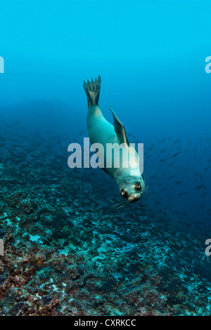Galápagos pelliccia sigillo (Arctocephalus galapagoensis) nuoto su una scogliera, isola Floreana, Enderby, Isole Galapagos Foto Stock