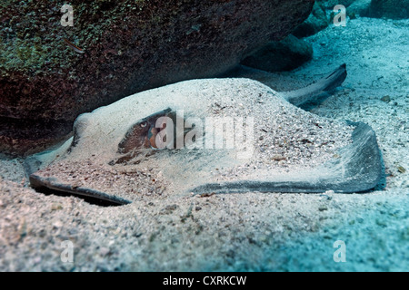 Spotted Raggi a fiocco (Taeniura meyeni), giacente mimetizzata sul fondale sabbioso, Baia Gardner, Española isola conosciuta anche come il cofano Foto Stock