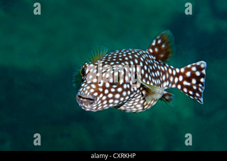 Le faraone puffer (Arothron meleagris), fase tratteggiata, San Benedicto isola vicino Socorro, Revillagigedo Islands, arcipelago Foto Stock