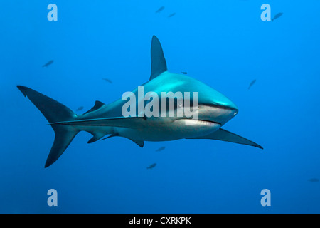 Le Galapagos shark (Carcharhinus galapagensis) nuotare nell'oceano, San Benedicto isola vicino Socorro, Revillagigedo Islands Foto Stock