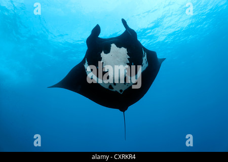 Giant oceanic manta ray (Manta birostris) visto dal di sotto, San Benedicto isola vicino Socorro, Revillagigedo Islands Foto Stock