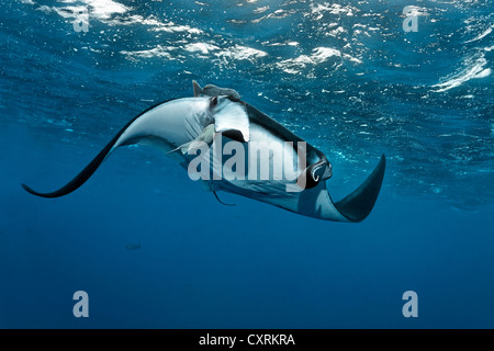 Giant oceanic manta ray (Manta birostris) e da un comune remora (Remora remora), nuoto appena al di sotto della superficie del mare Foto Stock