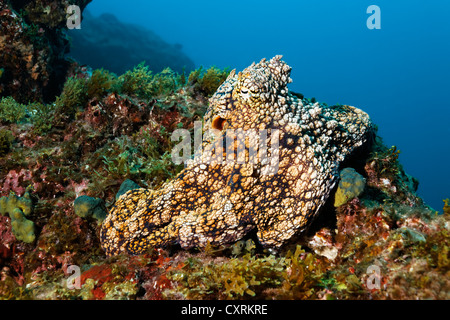 Polpo (Octopus vulgaris) seduto su una scogliera ricoperta di alghe e spugne, San Benedicto isola vicino Socorro Foto Stock