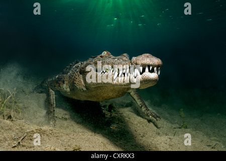 Coccodrillo di acqua salata o di estuario o coccodrillo Indo-pacifico Crocodile (Crocodylus porosus), subacquea, con testa Foto Stock