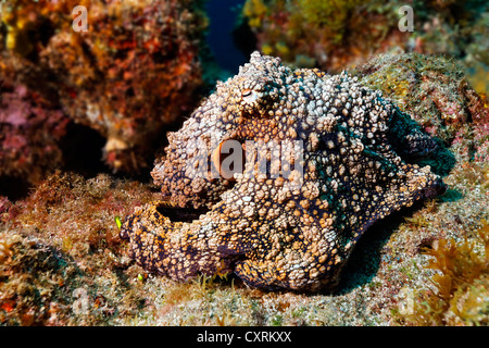 Polpo (Octopus vulgaris), sui fondali rocciosi, Roca Partida, Revillagigedo Islands, Messico, America del Pacifico orientale Foto Stock