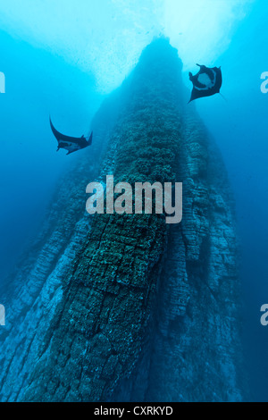 Due giganti Oceanic Mante (Manta birostris) contrassegnando con un cerchio la voce di un imponente roccia di origine vulcanica, Roca Partida, Revillagigedo Islands Foto Stock