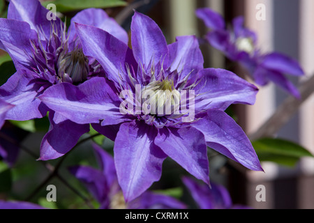 Viola la clematide fiore (Clematis) Foto Stock