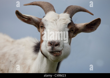 Capra domestica (Capra aegagrus hircus), ritratto Foto Stock