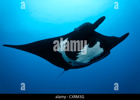 Giant Oceanic Manta Ray (Manta birostris), da sotto, Roca Partida, Revillagigedo Islands, Messico, America Foto Stock