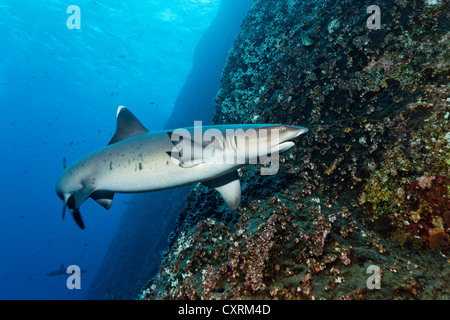 Whitetip Reef Shark (Triaenodon obesus), Roca Partida, Revillagigedo Islands, Messico, America del Pacifico orientale Foto Stock