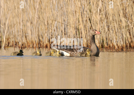 Graylag goose (Anser anser) con goslings, vicino a Leipzig, in Sassonia, Germania, Europa Foto Stock