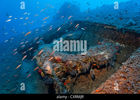 Secca di diverse specie di pesci che nuotano sopra l'ancoraggio, relitto della Zenobia, Cipro, Asia, Europa, Mar Mediterraneo Foto Stock