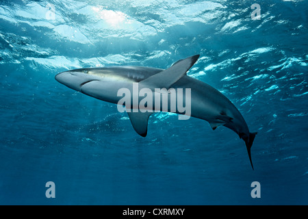 Silky shark (Carcharhinus falciformis) nuoto appena al di sotto di superficie dell'oceano, retroilluminato, Repubblica di Cuba e dei Caraibi Foto Stock