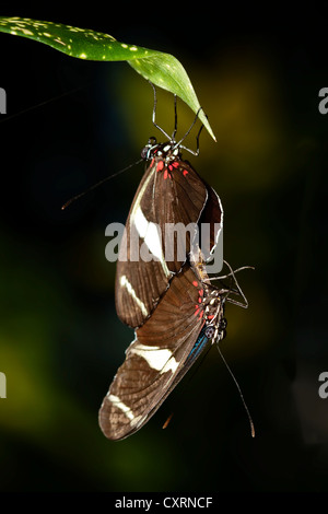 Sara Longwing Butterfly - coniugata Foto Stock