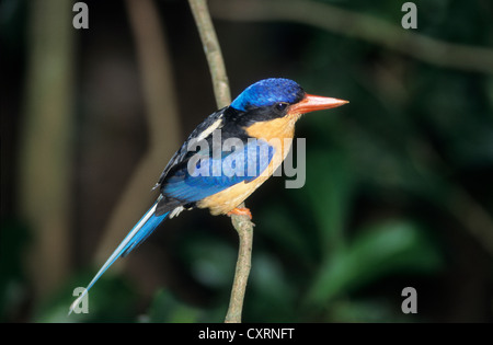 Australia, animali nativi, buff petto Paradise Kingfisher, trovati nella foresta pluviale del Queensland del Nord. Foto Stock
