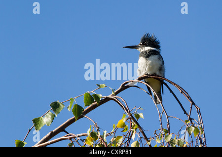 Voce maschile Belted Kingfisher Foto Stock