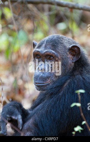 Uno scimpanzé (Pan troglodytes), femmine, Mahale Mountains National Park, Tanzania, Africa orientale, Africa Foto Stock