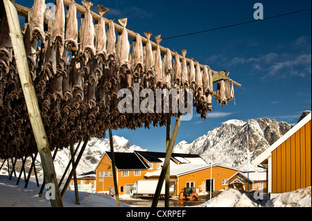 Il merluzzo bianco del Mare di Barents, la fabbrica per la produzione di pesce essiccati, la Reine, isola di Moskenesøya, Moskenesoya, Isole Lofoten Foto Stock