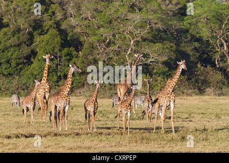 Massai, Masai Masai giraffe o Kilimanjaro Giraffe (Giraffa camelopardalis tippelskirchi), il Parco Nazionale di Arusha, Tanzania Foto Stock