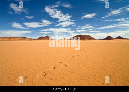 Tracce di cammello nel deserto libico, da un cammello dromedario (Camelus dromedarius), Acacus, Libia, sahara Africa Foto Stock