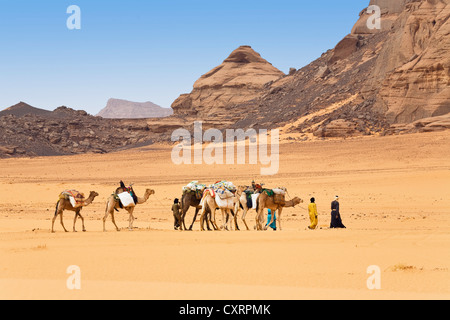 Treno del cammello nel deserto libico, dromedario cammelli (Camelus dromedarius), Acacus, Libia, sahara Africa del Nord Foto Stock