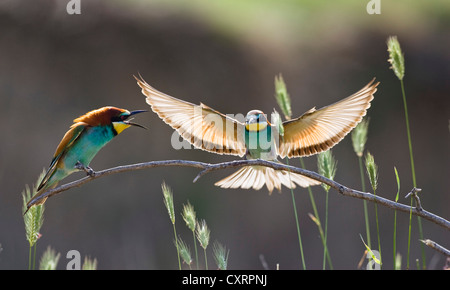 Unione Bee-easters (Merops apiaster), coppia, appollaiato su ramoscello, Bulgaria, Europa Foto Stock