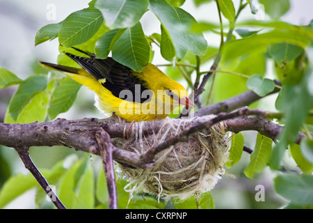 Rigogolo (Oriolus oriolus), maschio a nido in noce, Bulgaria, Europa Foto Stock