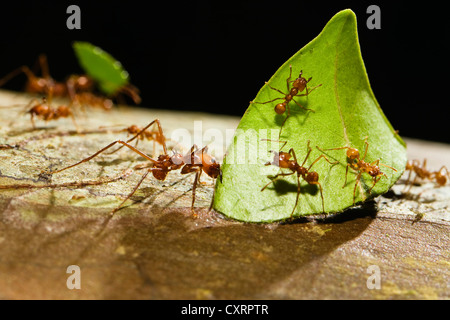 Leafcutter formiche (Atta cephalotes), trasportando frammenti di foglia, foresta pluviale, Costa Rica, America Centrale Foto Stock